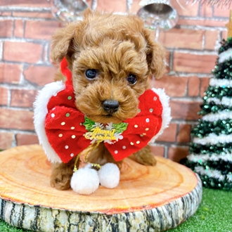 神奈川県のトイプードル(トイ) (犬の家＆猫の里小田原店/2025年10月28日生まれ/男の子/レッド)の子犬の3枚目の画像