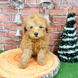 神奈川県のトイプードル(タイニー) (犬の家＆猫の里小田原店/2025年10月23日生まれ/男の子/アプリコット)の子犬の3枚目の画像