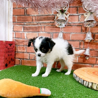 神奈川県のチワワ(ロング) (犬の家＆猫の里小田原店/2025年11月1日生まれ/女の子/ホワイトブラックタン)の子犬の3枚目の画像