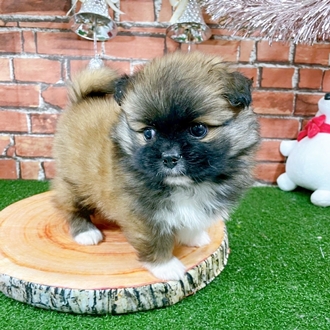 神奈川県のペキポメ/ポメペキ(ペキニーズ×ポメラニアン) (犬の家＆猫の里小田原店/2025年11月2日生まれ/男の子/フォーン)の子犬の3枚目の画像