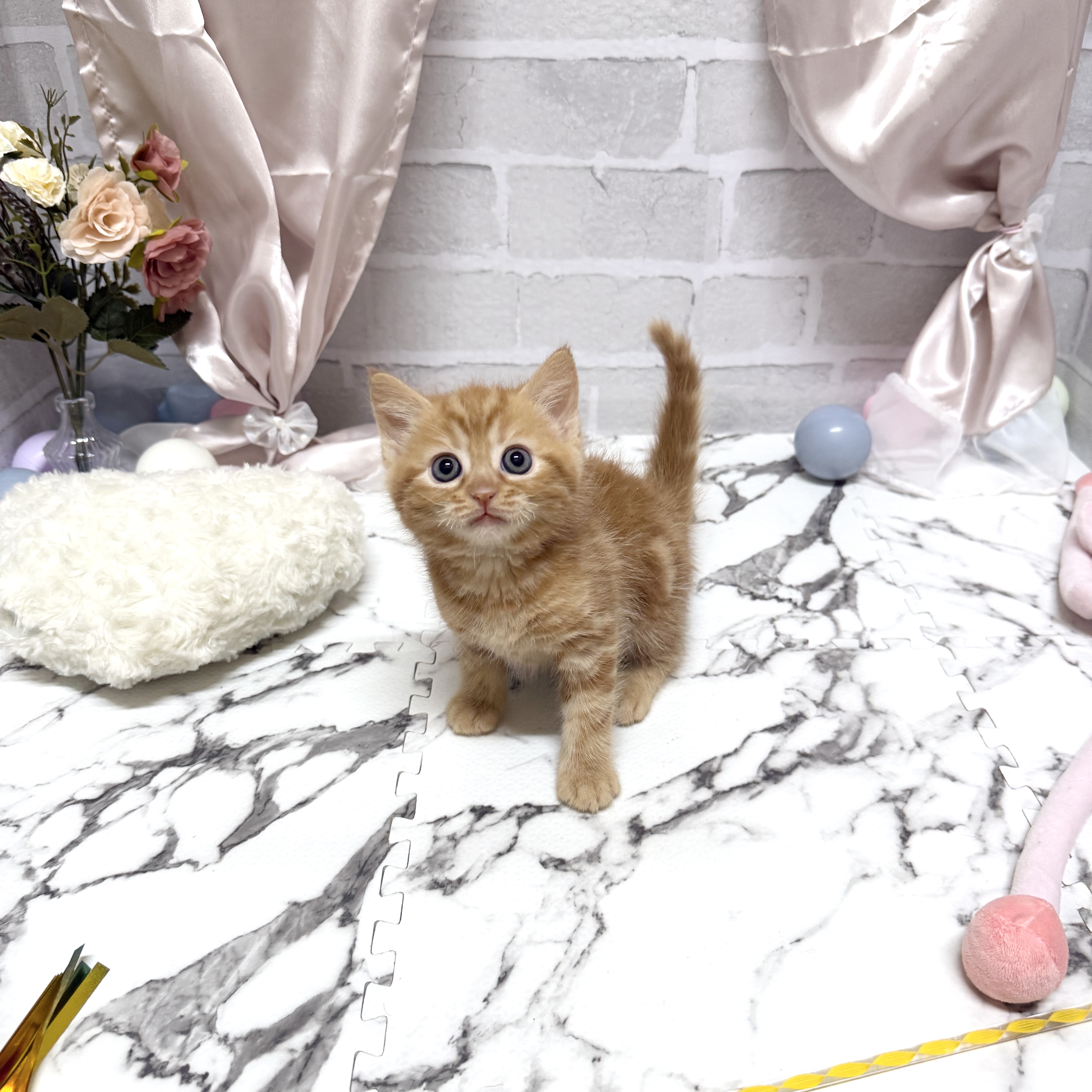 愛知県のスコティッシュストレート (犬の家＆猫の里岡崎店/2025年10月21日生まれ/男の子/レッドタビー)の子猫の3枚目の画像