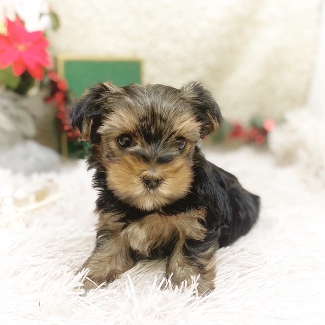 静岡県のヨークシャーテリア (犬の家＆猫の里藤枝店/2025年10月20日生まれ/女の子/スチールブルータン)の子犬の3枚目の画像