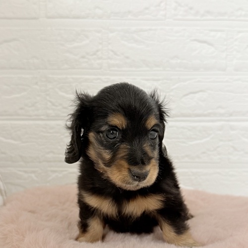 愛知県のカニンヘンダックスフンド(ロング) (犬の家＆猫の里豊川インター店/2025年10月21日生まれ/女の子/ブラックタン)の子犬の3枚目の画像