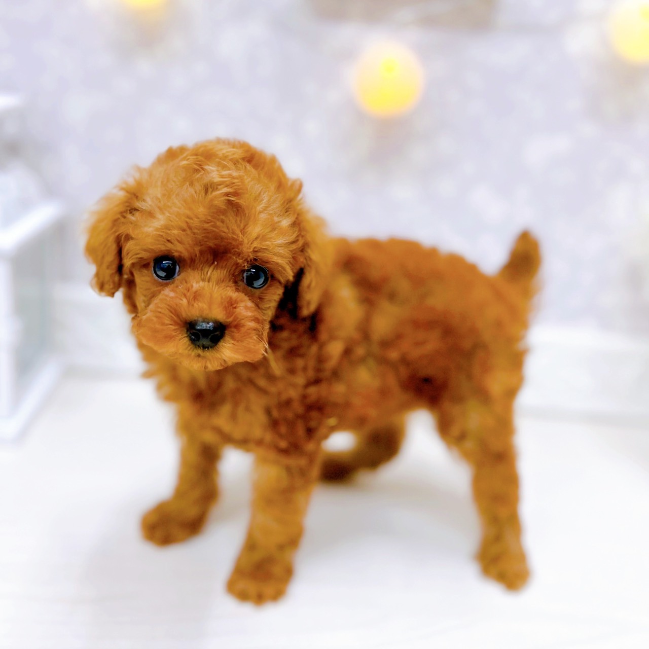 富山県のトイプードル(タイニー) (犬の家＆猫の里アミーゴ山室店/2025年10月19日生まれ/男の子/レッド)の子犬の3枚目の画像