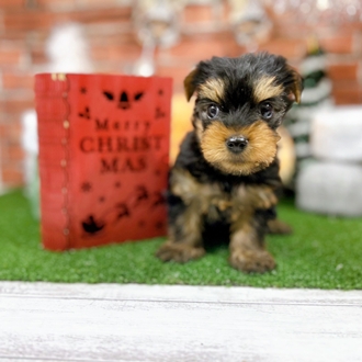 神奈川県のヨークシャーテリア (犬の家＆猫の里小田原店/2025年10月18日生まれ/男の子/スチールブルータン)の子犬の3枚目の画像