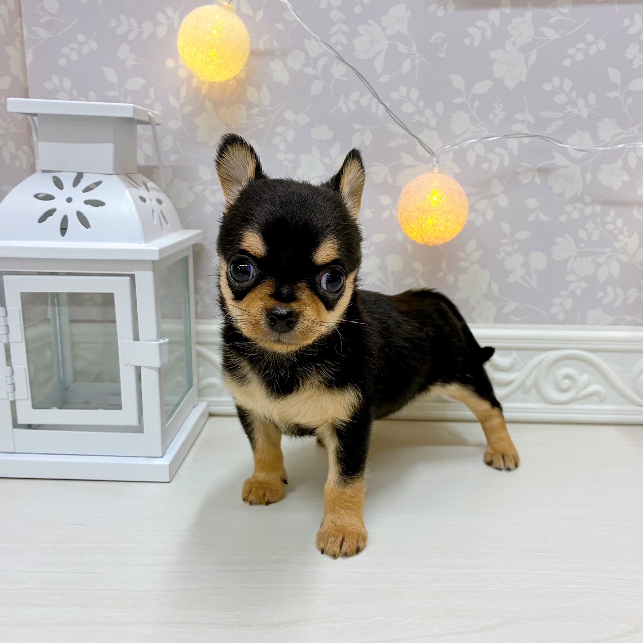 富山県のチワワ(スムース) (犬の家＆猫の里アミーゴ山室店/2025年10月19日生まれ/女の子/ブラックタン)の子犬の3枚目の画像