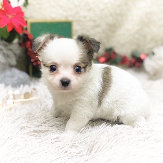 静岡県のチワワ(ロング) (犬の家＆猫の里藤枝店/2025年10月18日生まれ/女の子/レッドホワイト)の子犬の3枚目の画像