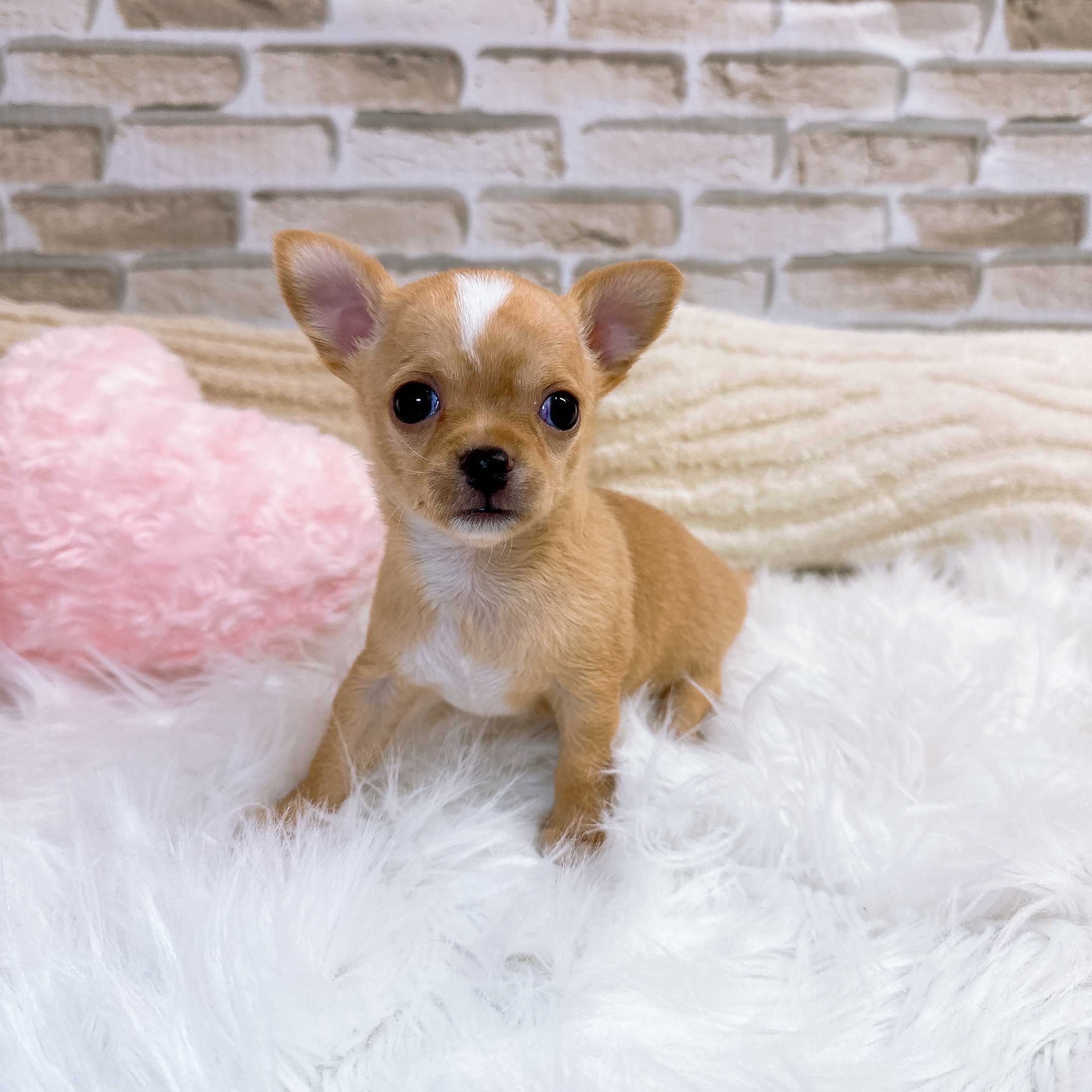 神奈川県のチワワ(スムース) (犬の家＆猫の里モザイクモール港北店/2025年10月19日生まれ/女の子/クリームホワイト)の子犬の3枚目の画像