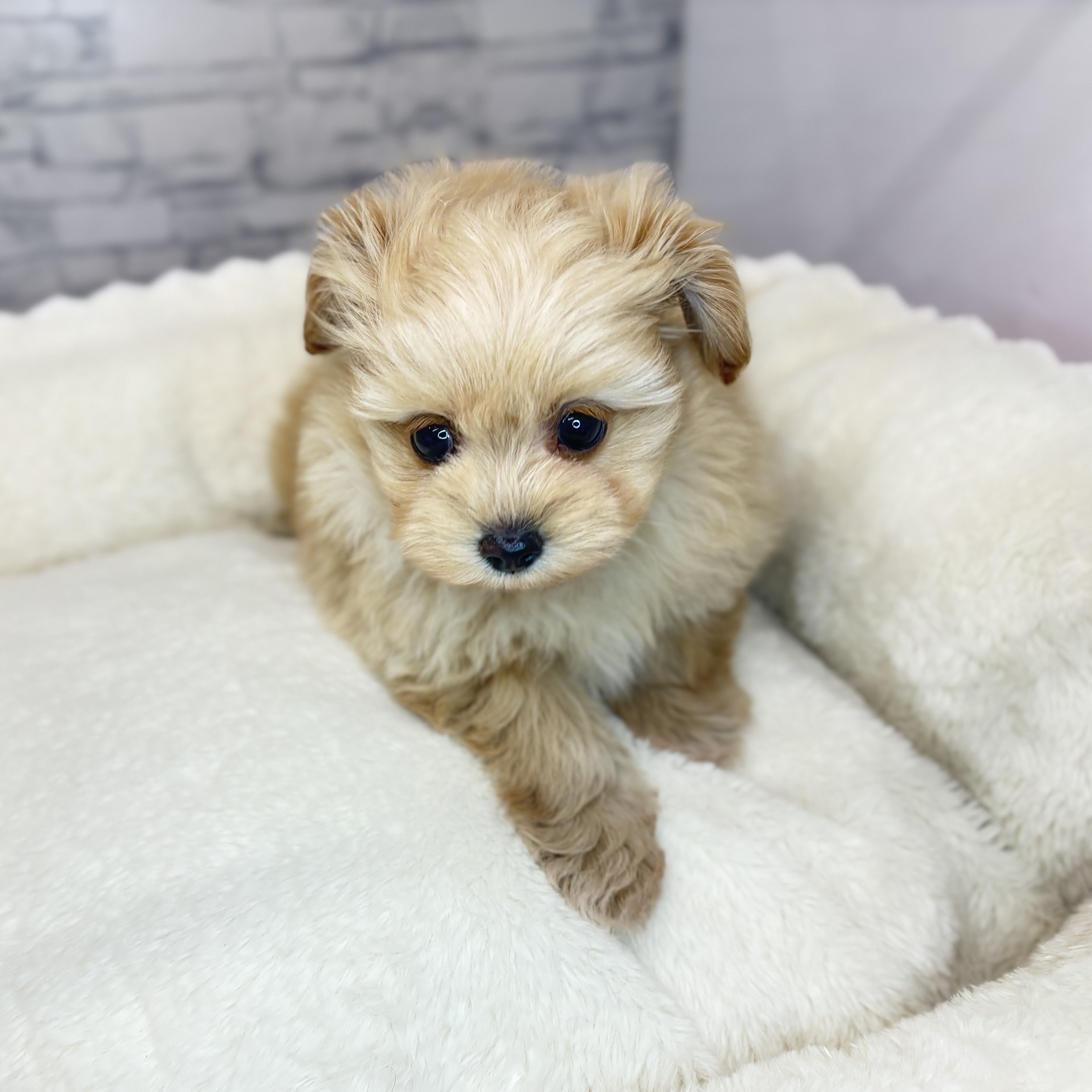 長野県のポメプー(ポメラニアン×プードル) (犬の家＆猫の里長野店/2025年10月19日生まれ/女の子/アプリコット)の子犬の3枚目の画像