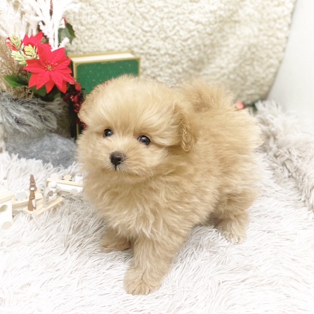 静岡県のポメプー(ポメラニアン×プードル) (犬の家＆猫の里藤枝店/2025年10月19日生まれ/女の子/アプリコット)の子犬の1枚目の画像