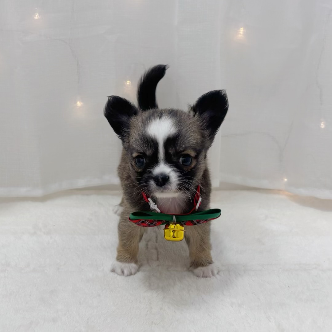 千葉県のチワワ(ロング) (犬の家＆猫の里BIGHOPガーデンモール印西店/2025年10月20日生まれ/男の子/フォーンホワイト)の子犬の1枚目の画像