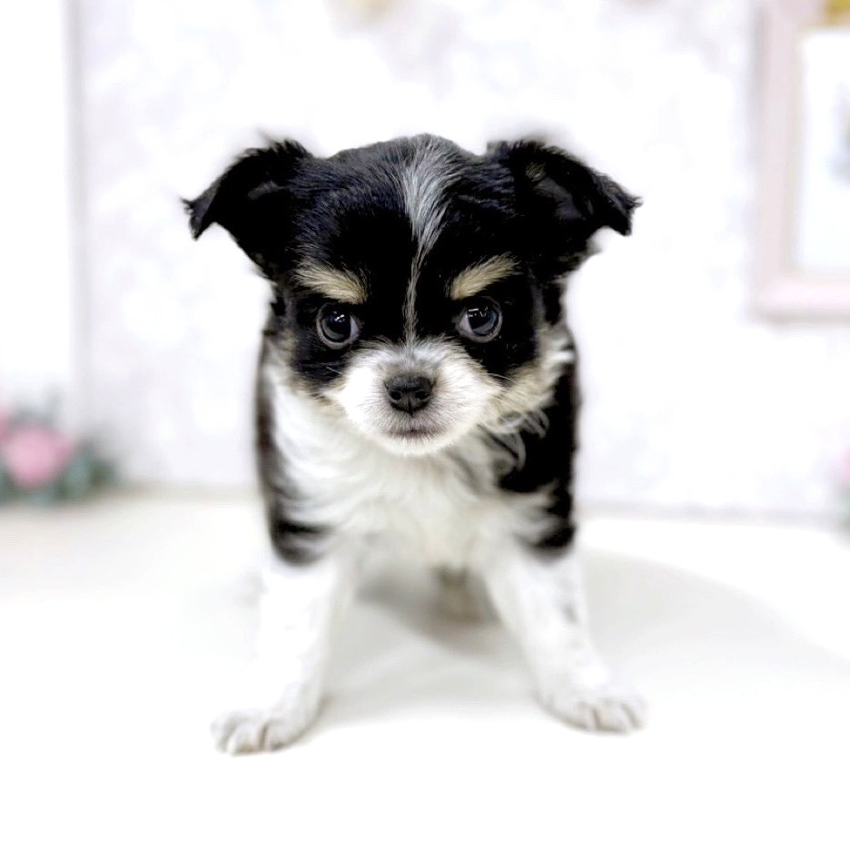 富山県のチワワ(ロング) (犬の家＆猫の里アミーゴ高岡蓮花寺店/2025年10月20日生まれ/男の子/ブラックタンホワイト)の子犬の3枚目の画像