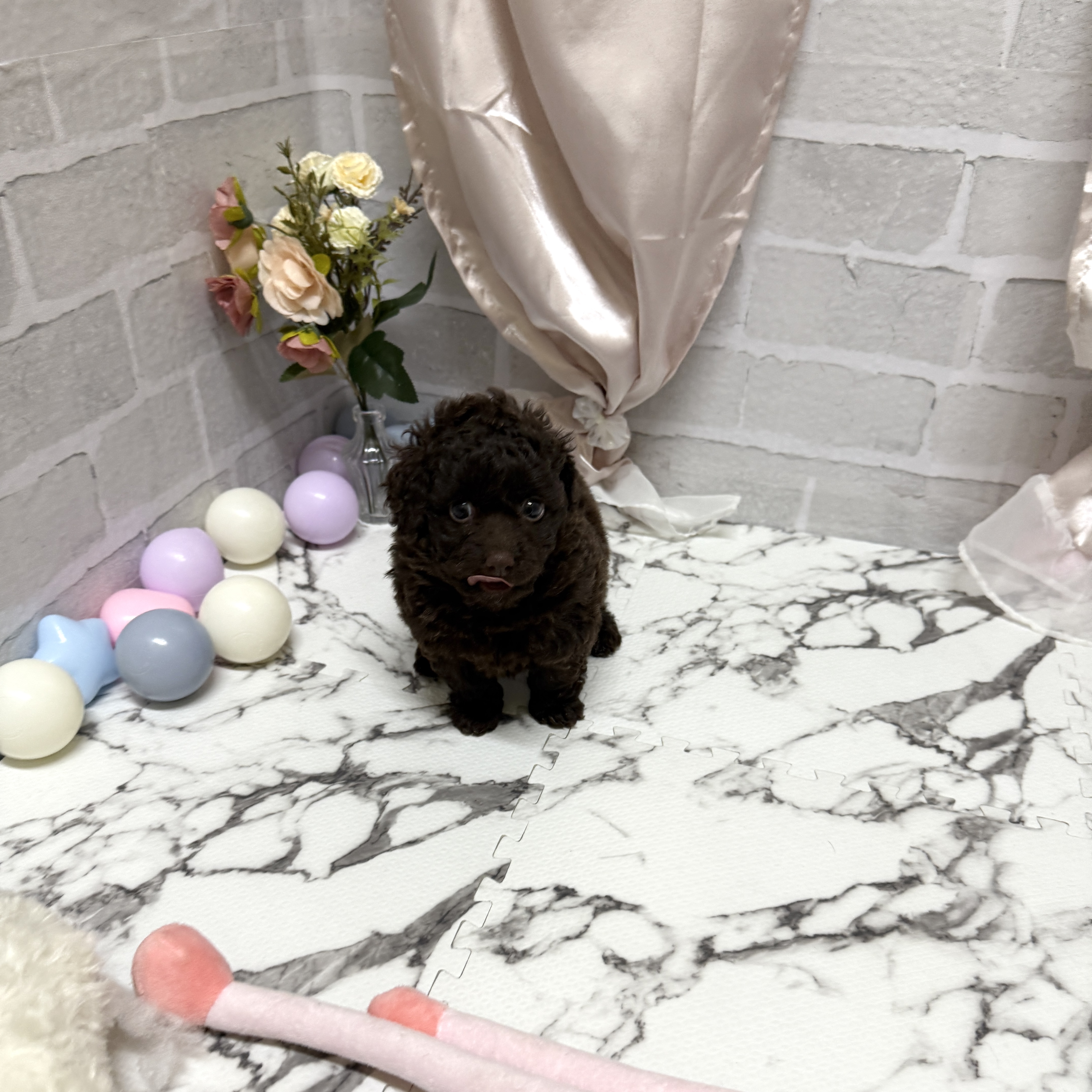 愛知県のトイプードル(トイ) (犬の家＆猫の里岡崎店/2025年10月21日生まれ/女の子/ブラウン)の子犬の3枚目の画像