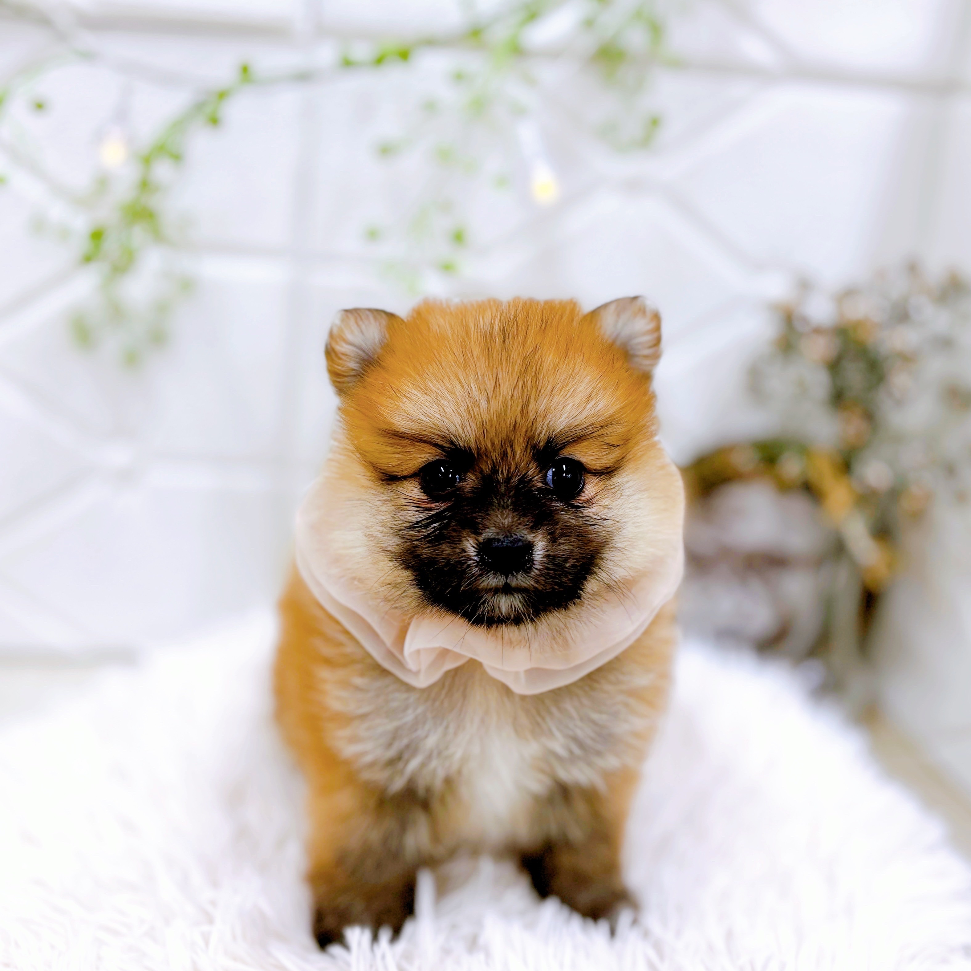 福井県のポメ柴/豆ポメ/ポメ豆柴(ポメラニアン×柴犬) (犬の家＆猫の里アミーゴ福井店/2025年10月19日生まれ/女の子/赤)の子犬の3枚目の画像