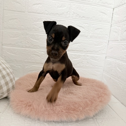 愛知県のミニチュアピンシャー (犬の家＆猫の里豊川インター店/2025年10月20日生まれ/女の子/ブラックタン)の子犬の3枚目の画像