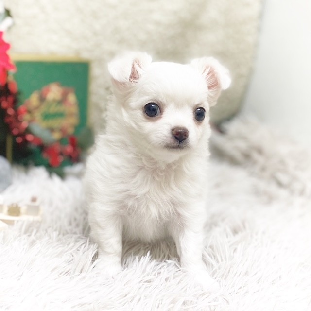 静岡県のチワワ(ロング) (犬の家＆猫の里藤枝店/2025年10月21日生まれ/男の子/ホワイト)の子犬の3枚目の画像