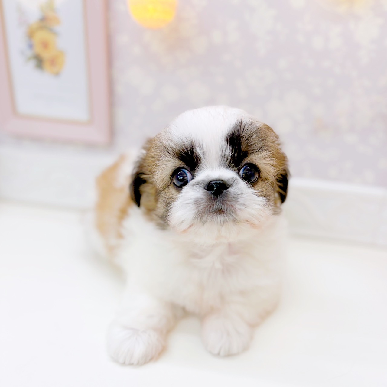 富山県のチワズー/チワシーズ(チワワ×シーズー) (犬の家＆猫の里富山店/2025年10月20日生まれ/男の子/ホワイトブラウン)の子犬の3枚目の画像