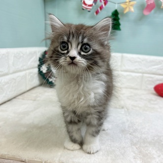 静岡県のミヌエット (犬の家＆猫の里マークイズ静岡店/2025年10月20日生まれ/女の子/シルバータビーホワイト)の子猫の3枚目の画像