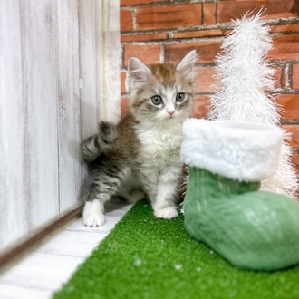 神奈川県のミヌエット (犬の家＆猫の里小田原店/2025年10月20日生まれ/男の子/シルバータビーホワイト)の子猫の3枚目の画像