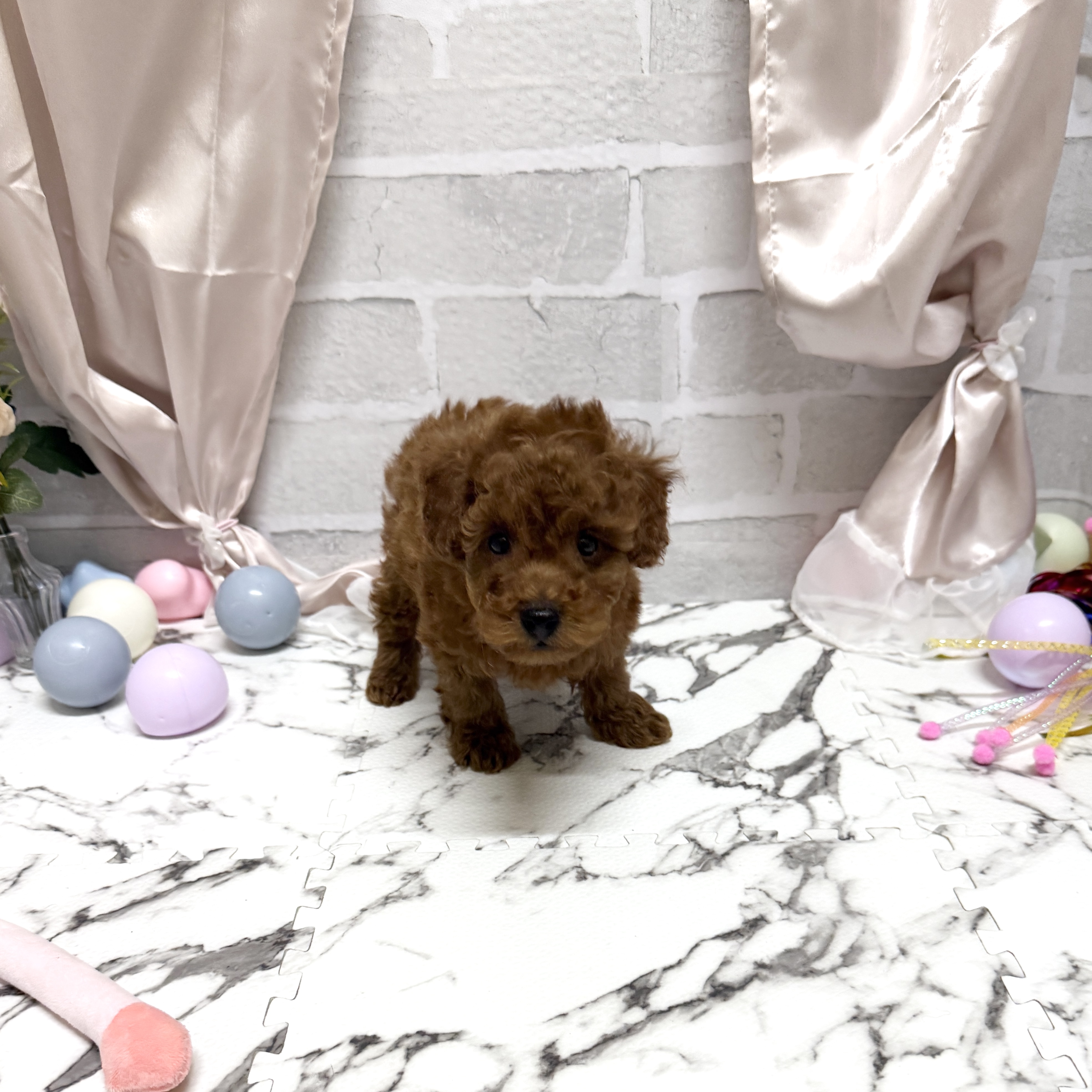 愛知県のトイプードル(トイ) (犬の家＆猫の里岡崎店/2025年10月20日生まれ/男の子/レッド)の子犬の3枚目の画像