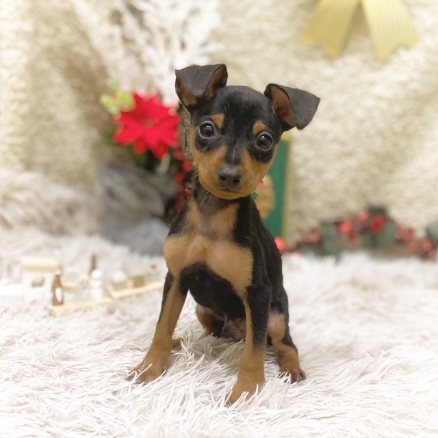 静岡県のミニチュアピンシャー (犬の家＆猫の里藤枝店/2025年10月19日生まれ/男の子/ブラックタン)の子犬の3枚目の画像