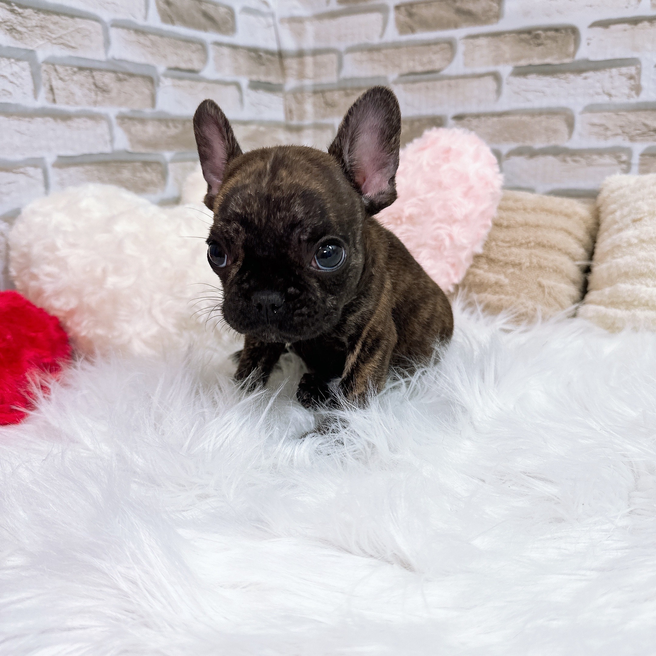 神奈川県のフレンチブルドッグ (犬の家＆猫の里モザイクモール港北店/2025年10月16日生まれ/男の子/ブリンドル)の子犬の3枚目の画像