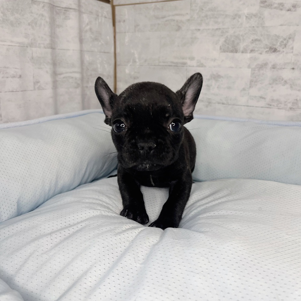 長野県のフレンチブルドッグ (犬の家＆猫の里塩尻店/2025年10月16日生まれ/女の子/ブリンドル)の子犬の3枚目の画像