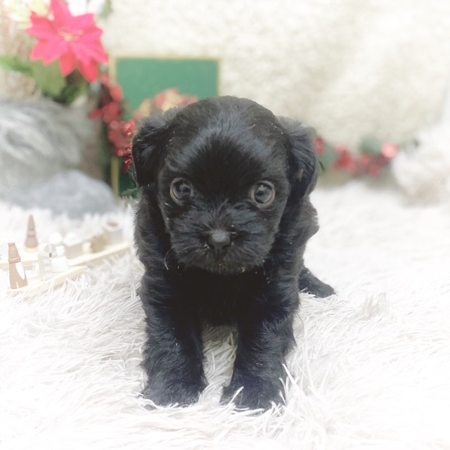 静岡県のチワプー/プーチー(チワワ×プードル) (犬の家＆猫の里藤枝店/2025年10月21日生まれ/女の子/ブラック)の子犬の3枚目の画像