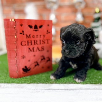 神奈川県のチワプー/プーチー(チワワ×プードル) (犬の家＆猫の里小田原店/2025年10月21日生まれ/男の子/ブラック)の子犬の3枚目の画像