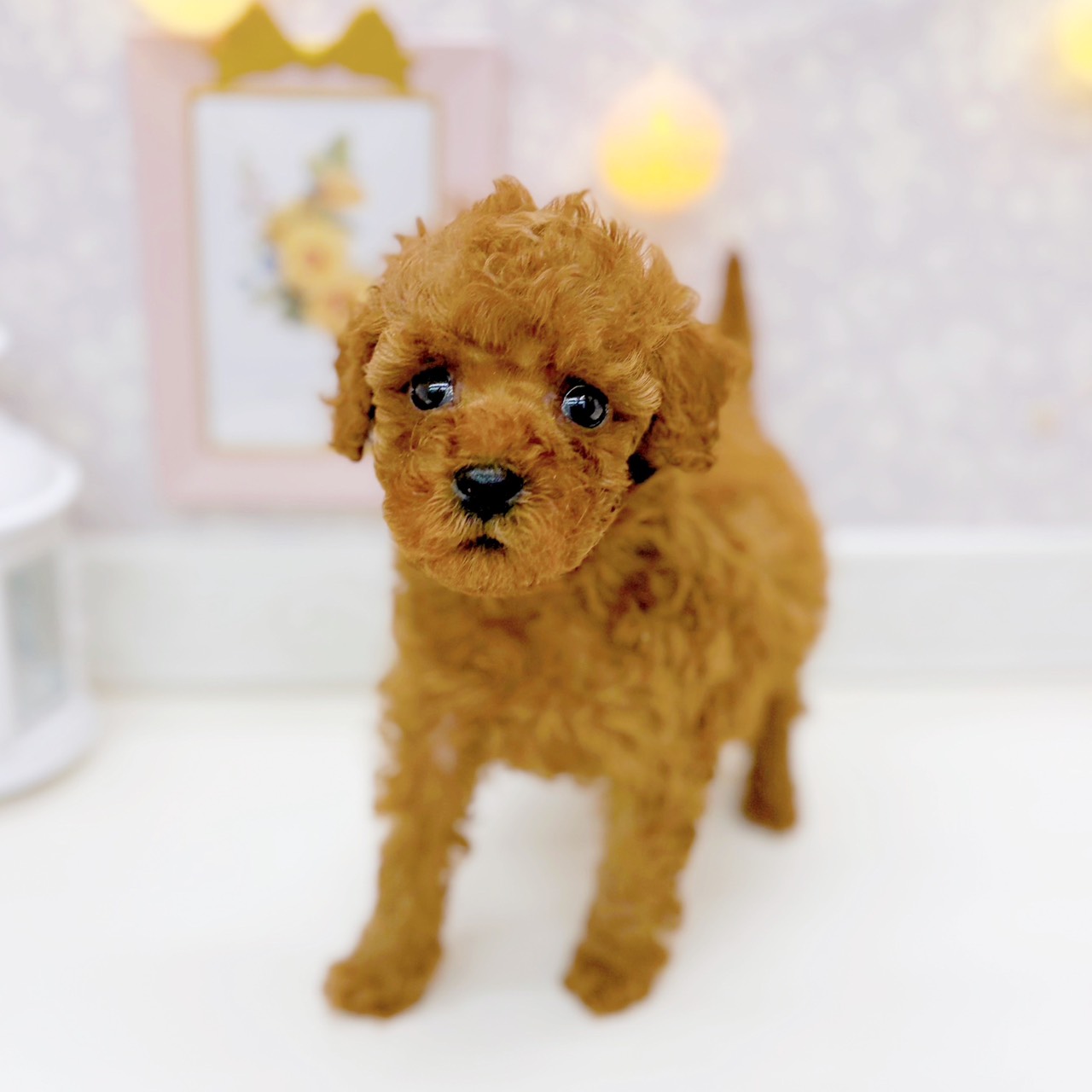 富山県のトイプードル(トイ) (犬の家＆猫の里富山店/2025年10月19日生まれ/女の子/レッド)の子犬の3枚目の画像