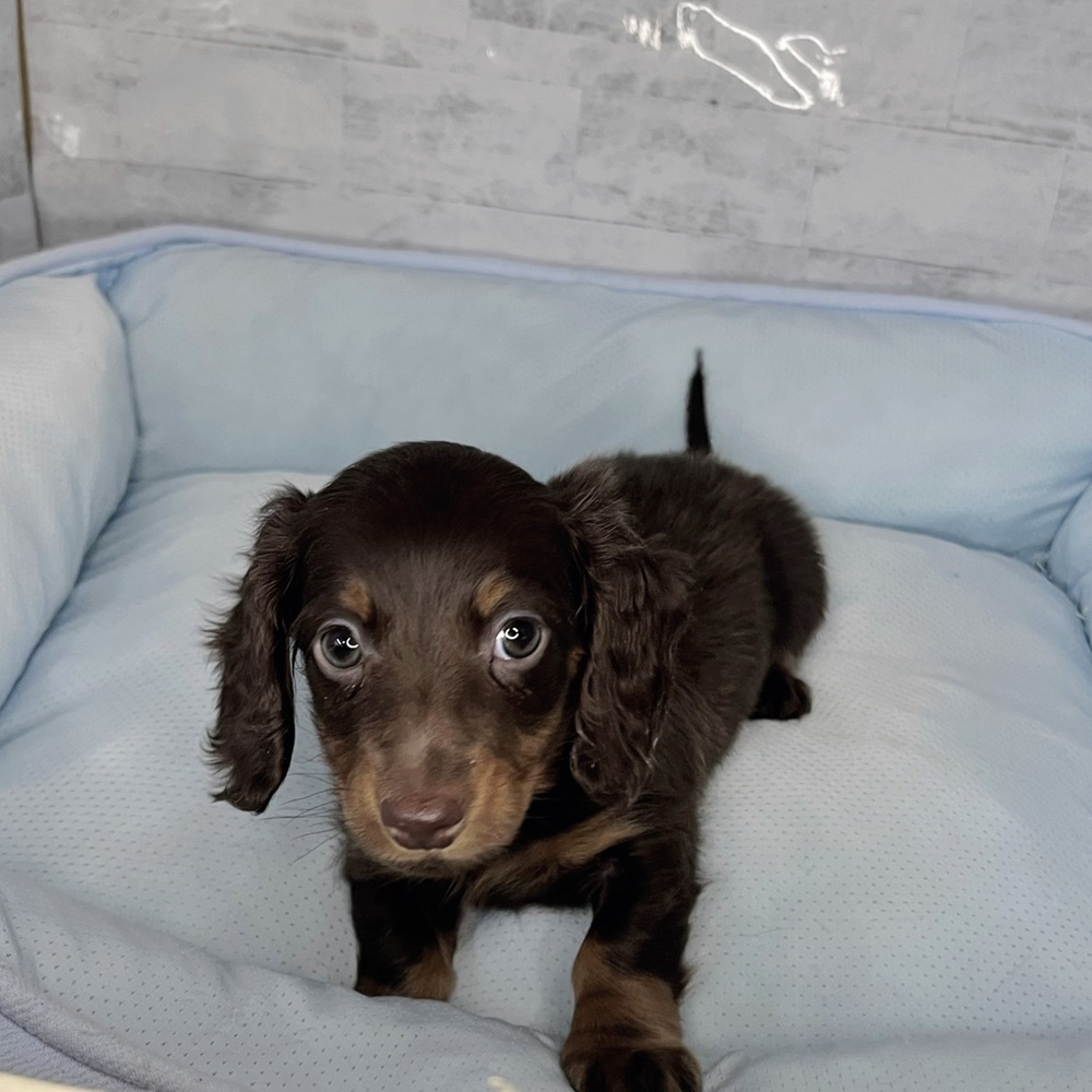 長野県のカニンヘンダックスフンド(ロング) (犬の家＆猫の里塩尻店/2025年10月18日生まれ/男の子/チョコレートタン)の子犬の3枚目の画像