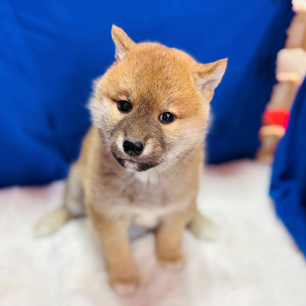愛知県の柴犬(標準サイズ) (犬の家＆猫の里愛知刈谷店/2025年10月21日生まれ/男の子/赤)の子犬の3枚目の画像