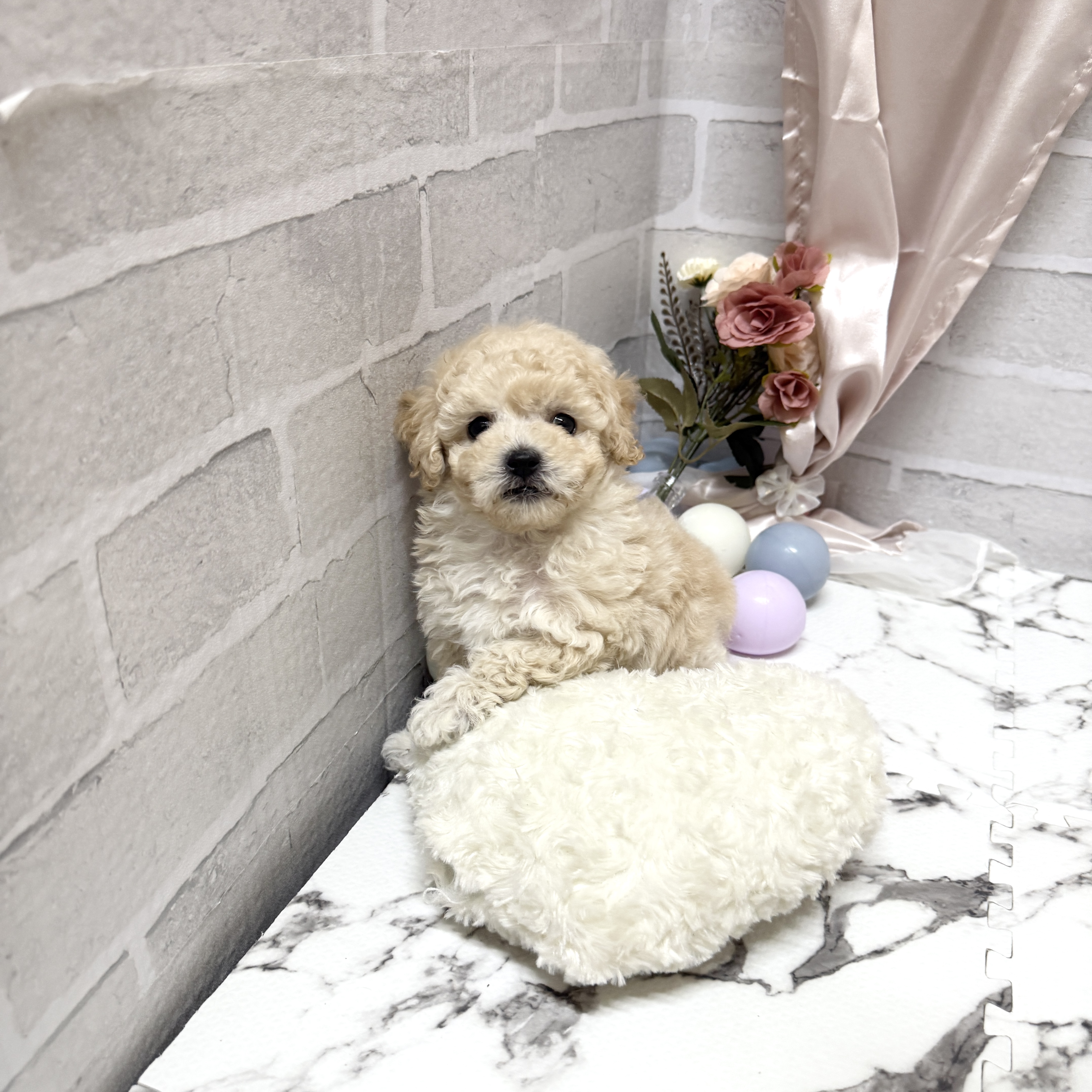 愛知県のビションプー(ビションフリーゼ×プードル) (犬の家＆猫の里岡崎店/2025年10月20日生まれ/男の子/クリーム)の子犬の3枚目の画像