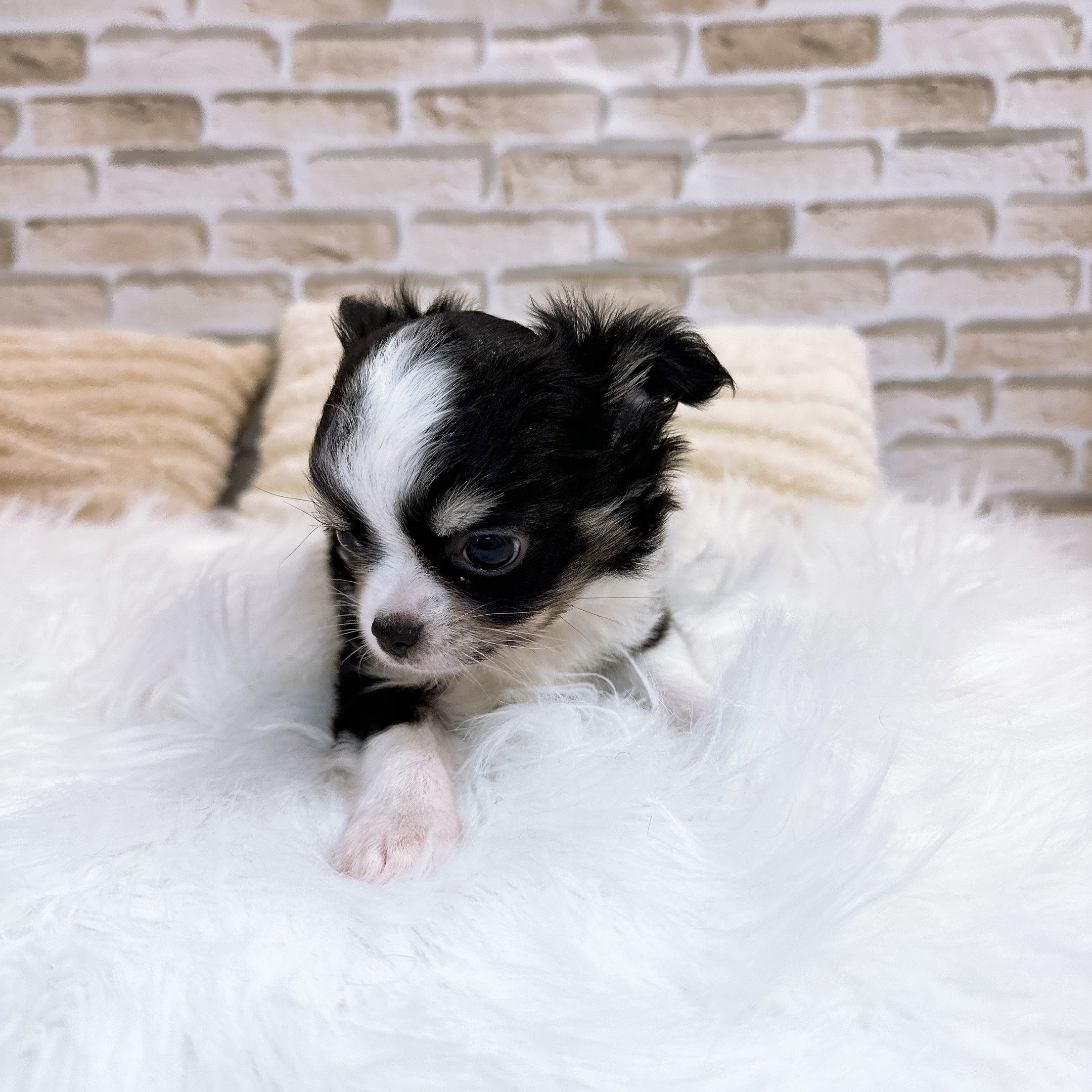 神奈川県のチワワ(ロング) (犬の家＆猫の里モザイクモール港北店/2025年10月18日生まれ/男の子/ブラックタンホワイト)の子犬の3枚目の画像