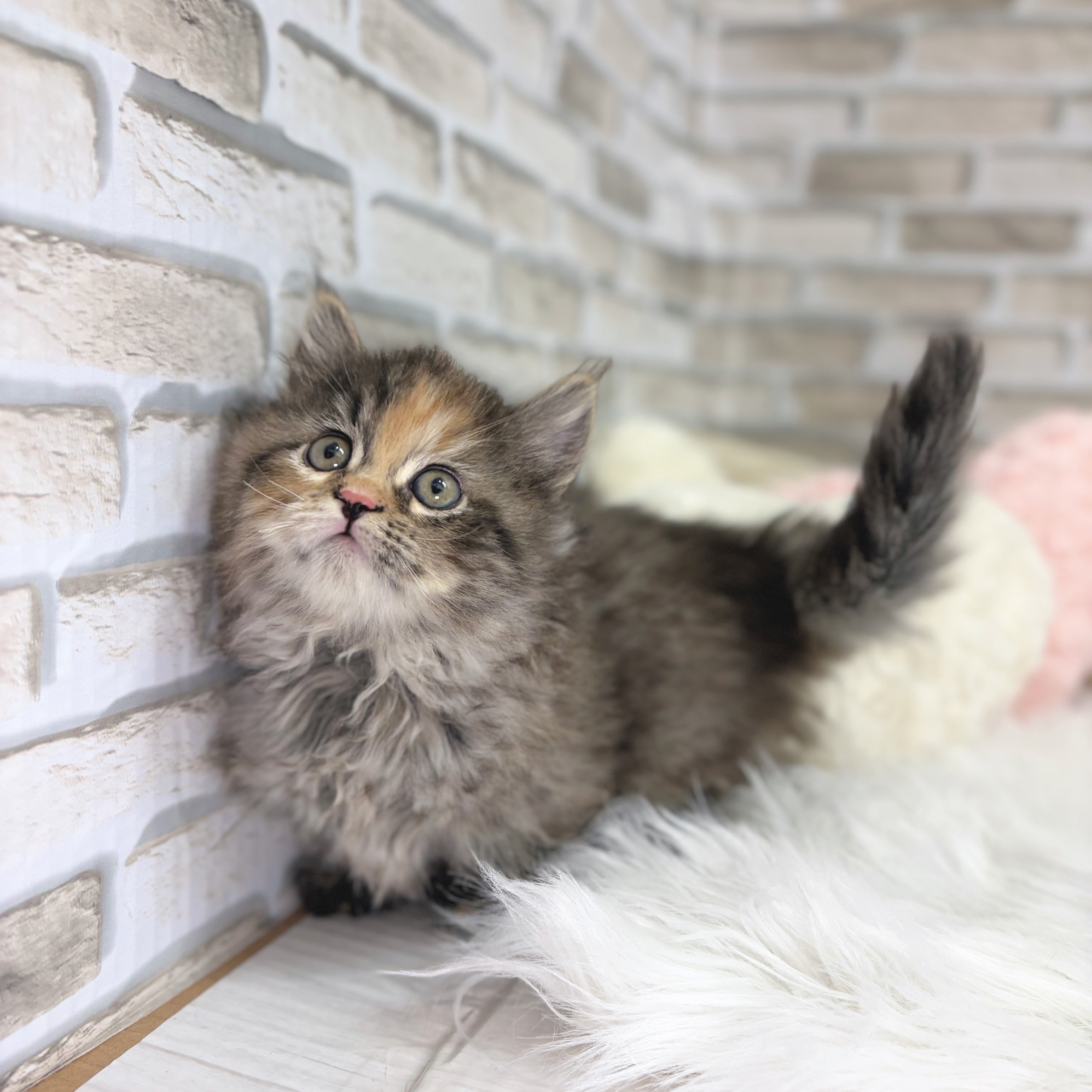 神奈川県のマンチカン (犬の家＆猫の里モザイクモール港北店/2025年10月19日生まれ/女の子/ブラウンパッチドタビー)の子猫の3枚目の画像