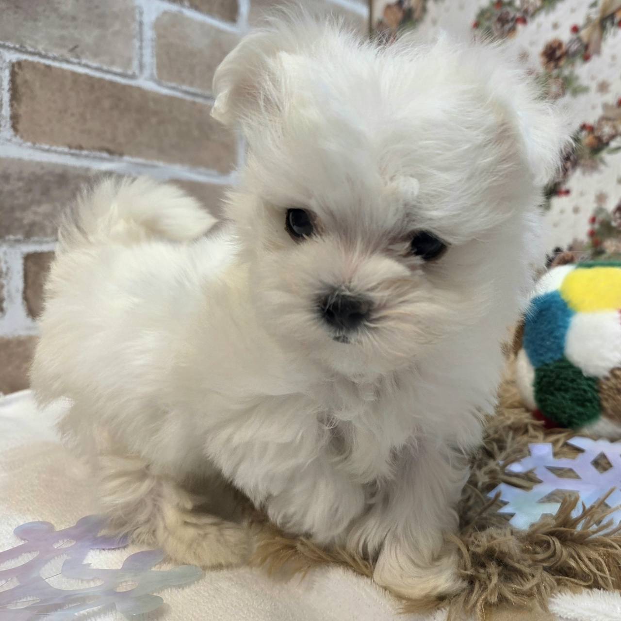 長野県のマルチーズ (犬の家＆猫の里カインズ梓川店/2025年10月21日生まれ/女の子/ホワイト)の子犬の3枚目の画像