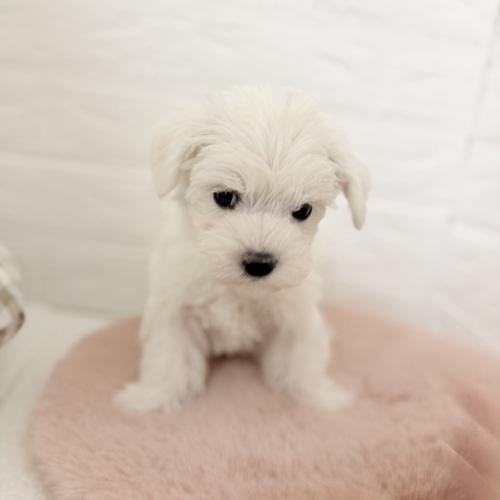 愛知県のシュナマル/マルシュナ(シュナウザー×マルチーズ) (犬の家＆猫の里豊川インター店/2025年10月20日生まれ/女の子/ホワイト)の子犬の1枚目の画像