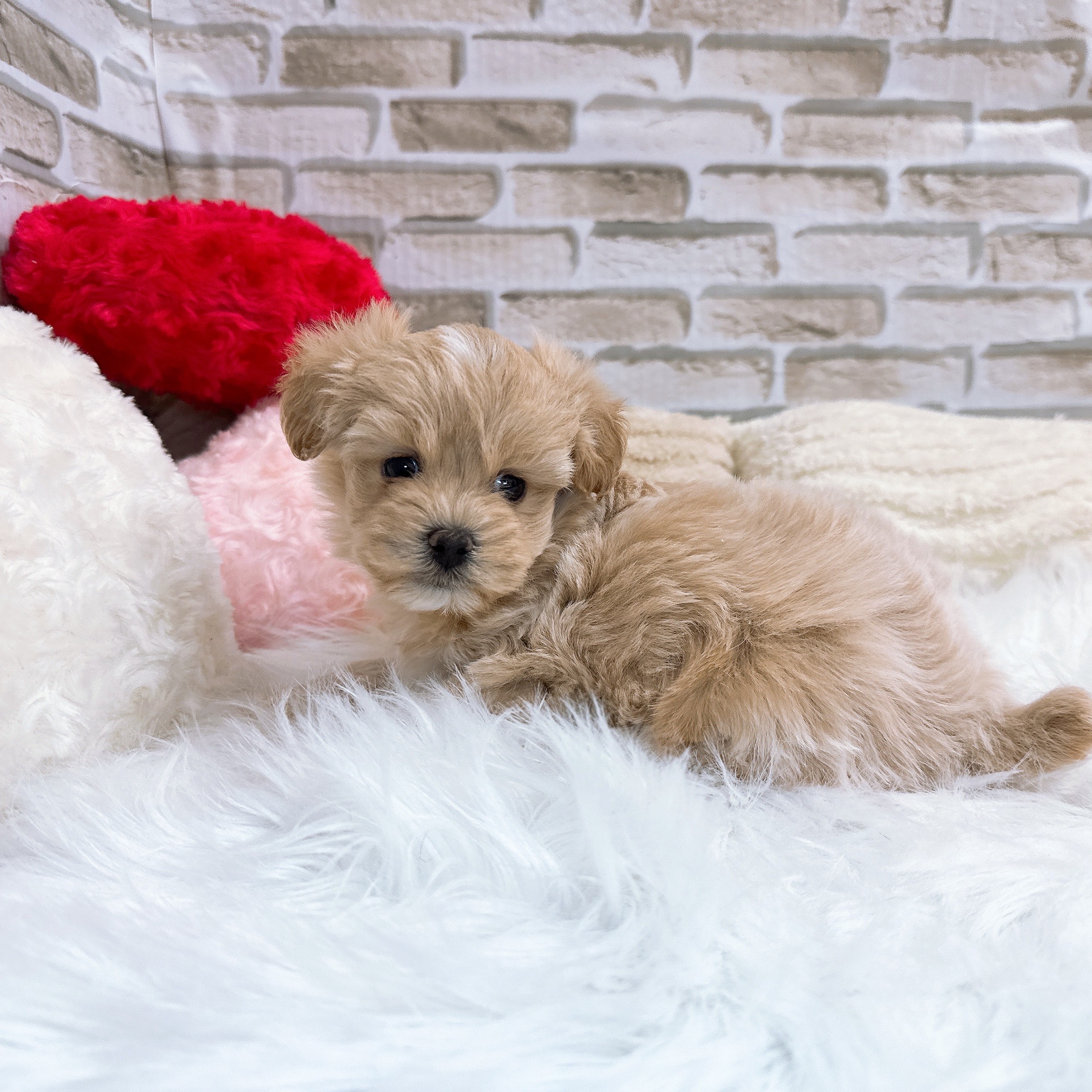 神奈川県のマルプー(マルチーズ×プードル) (犬の家＆猫の里モザイクモール港北店/2025年10月21日生まれ/女の子/クリームホワイト)の子犬の3枚目の画像