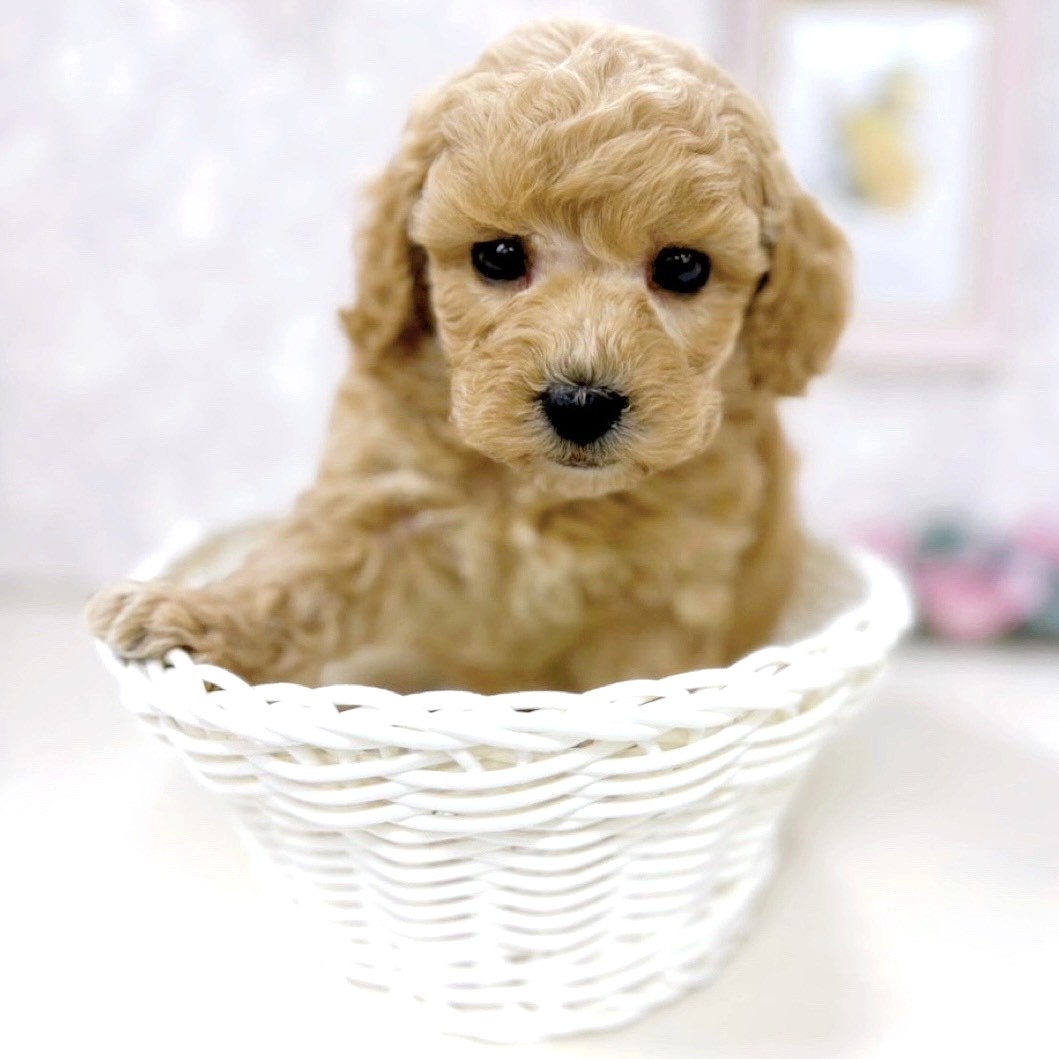 富山県のトイプードル(トイ) (犬の家＆猫の里アミーゴ高岡蓮花寺店/2025年10月21日生まれ/男の子/クリーム)の子犬の3枚目の画像