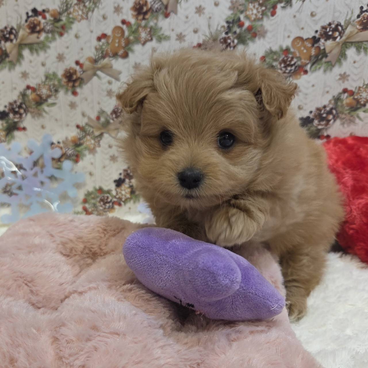 長野県のポメプー(ポメラニアン×プードル) (犬の家＆猫の里カインズ梓川店/2025年10月19日生まれ/男の子/オレンジ)の子犬の3枚目の画像