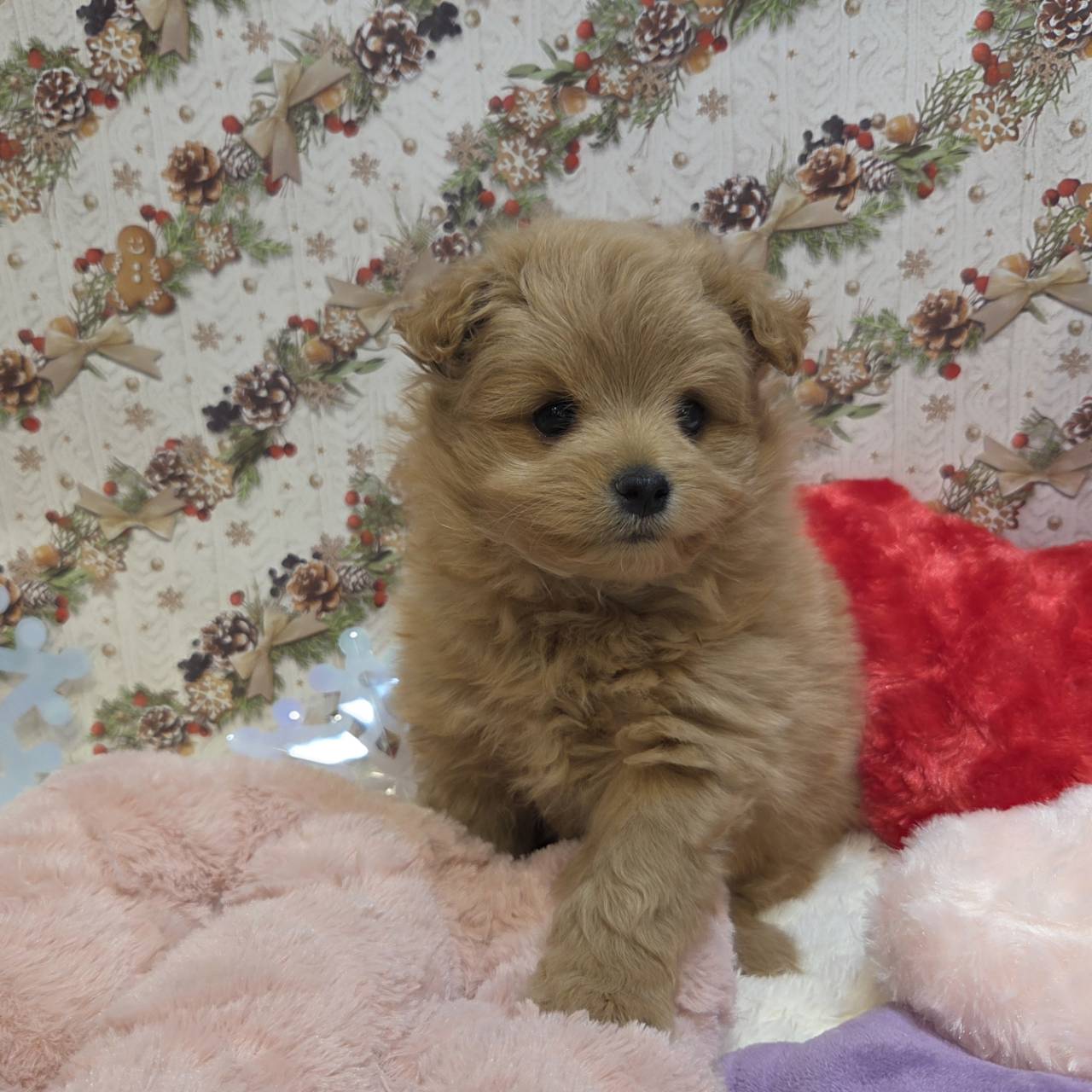 長野県のポメプー(ポメラニアン×プードル) (犬の家＆猫の里カインズ梓川店/2025年10月19日生まれ/男の子/オレンジ)の子犬の3枚目の画像