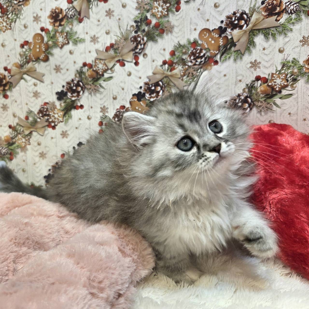 サイベリアン(シルバーマッカレルタビー)の子猫を価格や特徴で探す