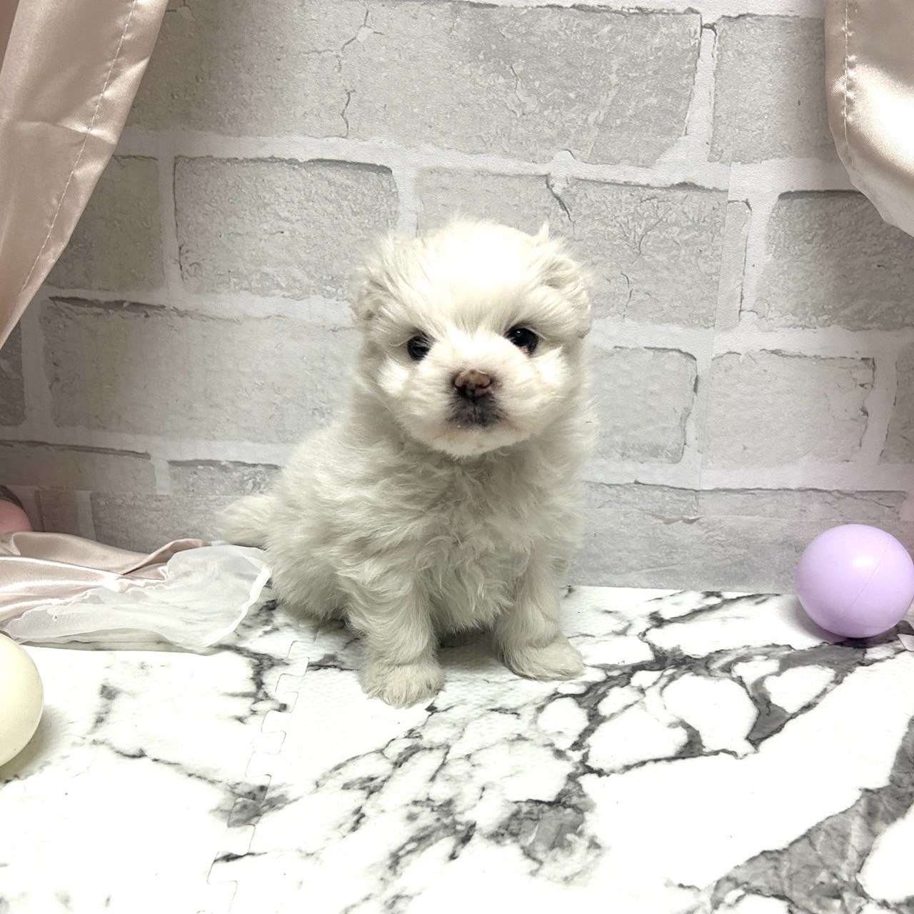 愛知県のマルズー/マルシーズ(マルチーズ×シーズー) (犬の家＆猫の里岡崎店/2025年10月19日生まれ/女の子/ホワイト)の子犬の3枚目の画像