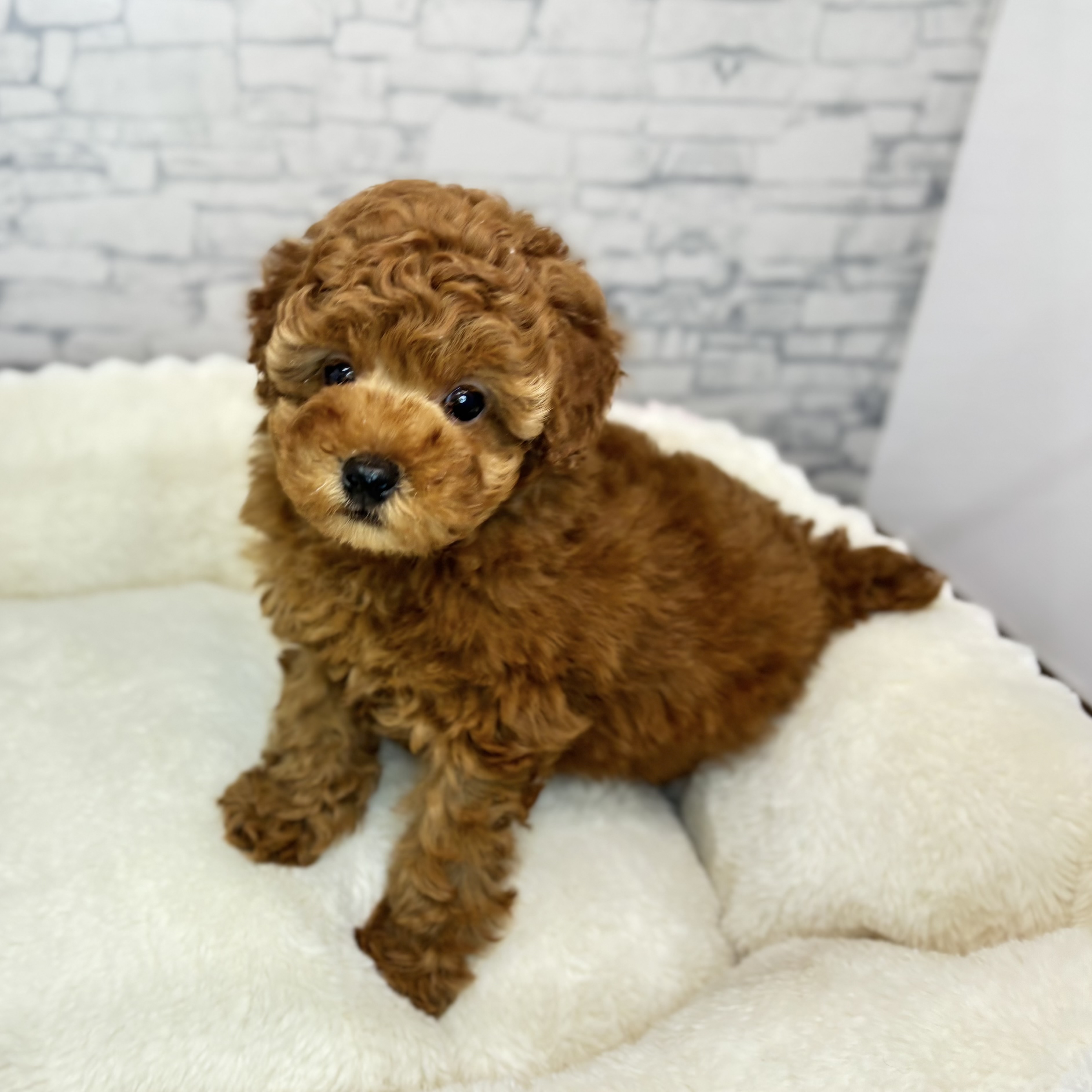 長野県のトイプードル(トイ) (犬の家＆猫の里長野店/2025年10月21日生まれ/男の子/レッドフォーン)の子犬の3枚目の画像