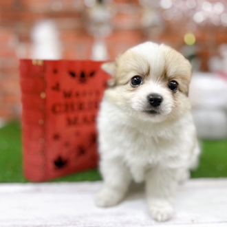 神奈川県のポメチワ/チワポメ/ポメチー(ポメラニアン×チワワ) (犬の家＆猫の里小田原店/2025年10月20日生まれ/女の子/パーティーカラー)の子犬の1枚目の画像