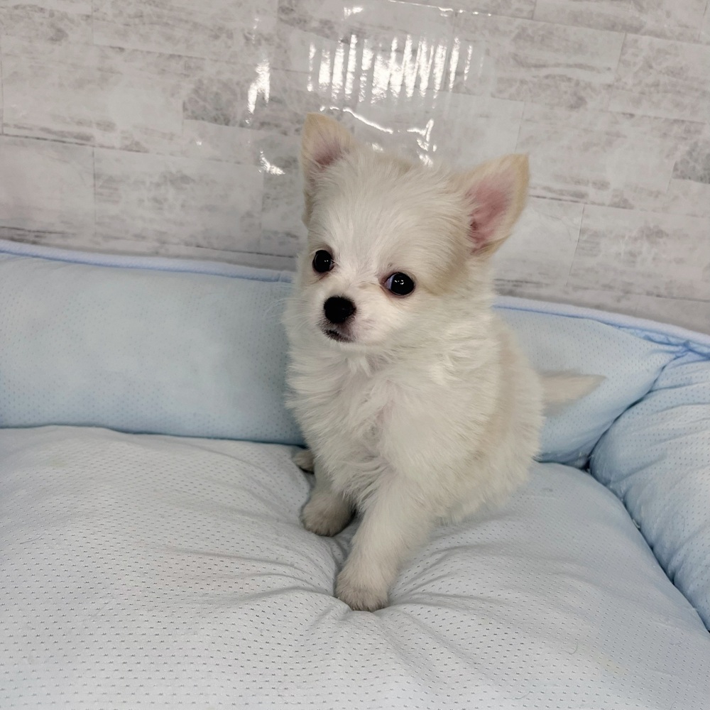 長野県のポメチワ/チワポメ/ポメチー(ポメラニアン×チワワ) (犬の家＆猫の里塩尻店/2025年10月20日生まれ/女の子/ホワイトクリーム)の子犬の3枚目の画像