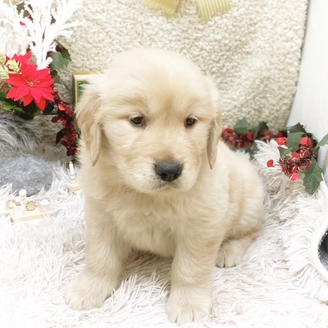 静岡県のゴールデンレトリバー (犬の家＆猫の里藤枝店/2025年10月19日生まれ/男の子/ゴールデン)の子犬の3枚目の画像