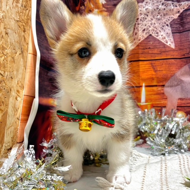 福岡県のウェルシュコーギーペンブローク (犬の家＆猫の里トリアス久山店/2025年10月20日生まれ/女の子/レッドホワイト)の子犬の3枚目の画像