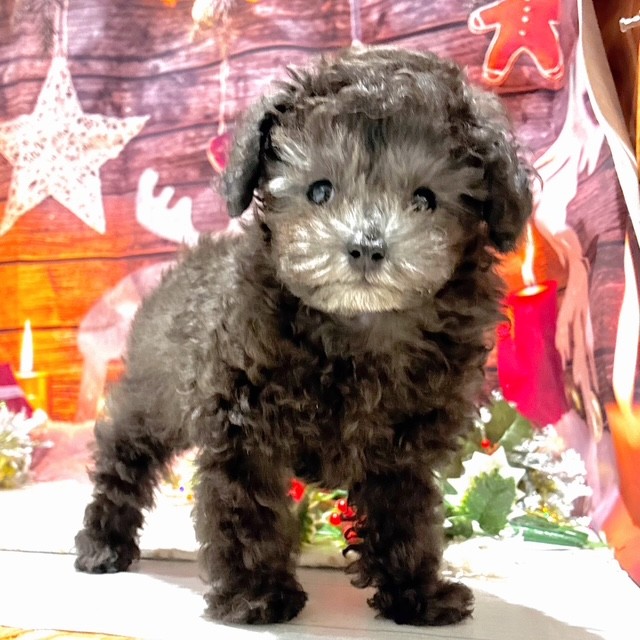 福岡県のトイプードル(タイニー) (犬の家＆猫の里トリアス久山店/2025年10月16日生まれ/男の子/シルバー)の子犬の3枚目の画像