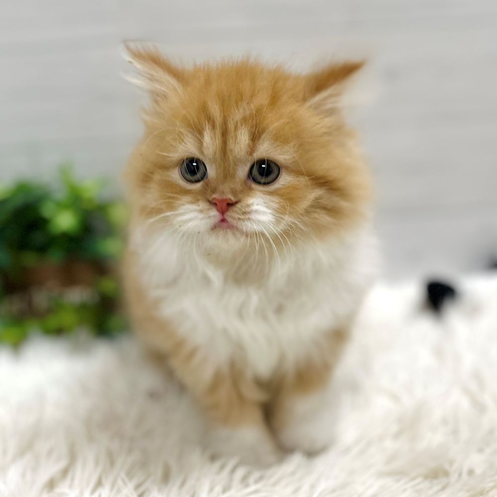 愛知県のスコティッシュストレート (犬の家＆猫の里豊田店/2025年10月21日生まれ/女の子/レッドタビーホワイト)の子猫の3枚目の画像